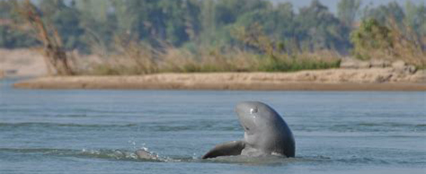 kratie-dolphin-cambodia